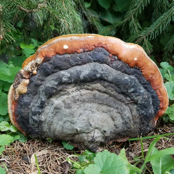 About Inspiration Boreal - Picture 5 of 16